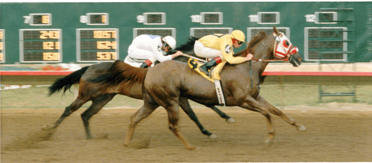 [Saucey Pie crossing the Finish Line]